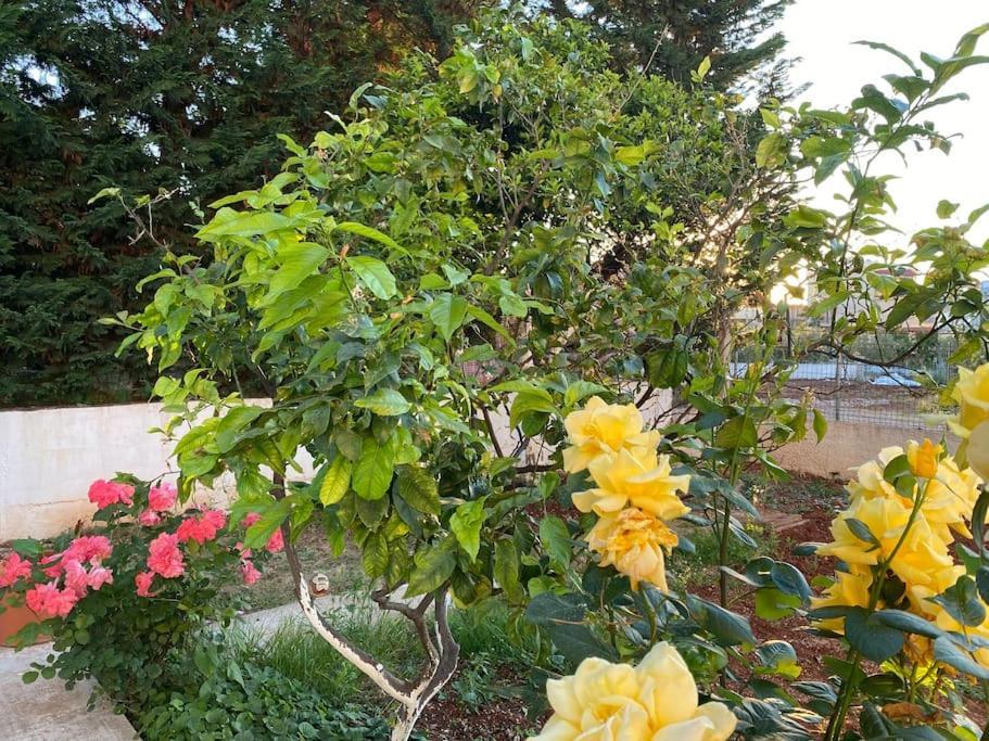 Guesthouse Xhimi Ksamil Zewnętrze zdjęcie
